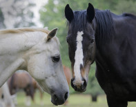 Šiaulių Rajonas Gaisras Žirgai