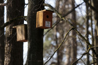 Vilnius Balsio Ežeras Inkilai Paukščiai