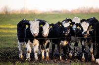 Pienas Kainos ŽŪDC MMO ES Lietuva