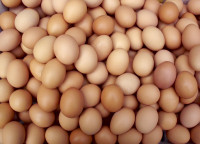 Narvai Kiaušiniai Prekyba