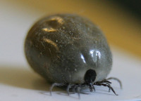 Erkės Laimo Liga Erkinis Encefalitas