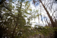 Vilnius Batoro Gatvė Miškas Sodinimas