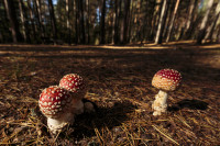 Teismas Bauda Sprendimas Maybachas Musmirės