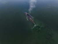 Vokietija banginis Timis išplaukė