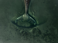 Vokietija Gamta Banginis