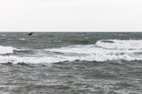 Lietuvos Kariuomenė Keleivis Evakuacija