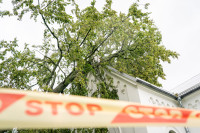 Vėjas Medžiai PAGD ESO Elektra