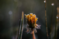 Vyriausybė Žemės Ūkis Šalnos Lietus