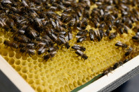 Žalieji Protestas Bitės Pesticidai