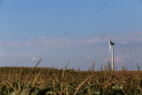 Elektra Kaina Litgrid Vėjas Energija