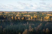 Medžiai Savaiminukai Parama