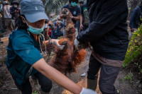 Aplinka Indonezija Gaisrai Orangutanai Gelbėjimas Plantacijos